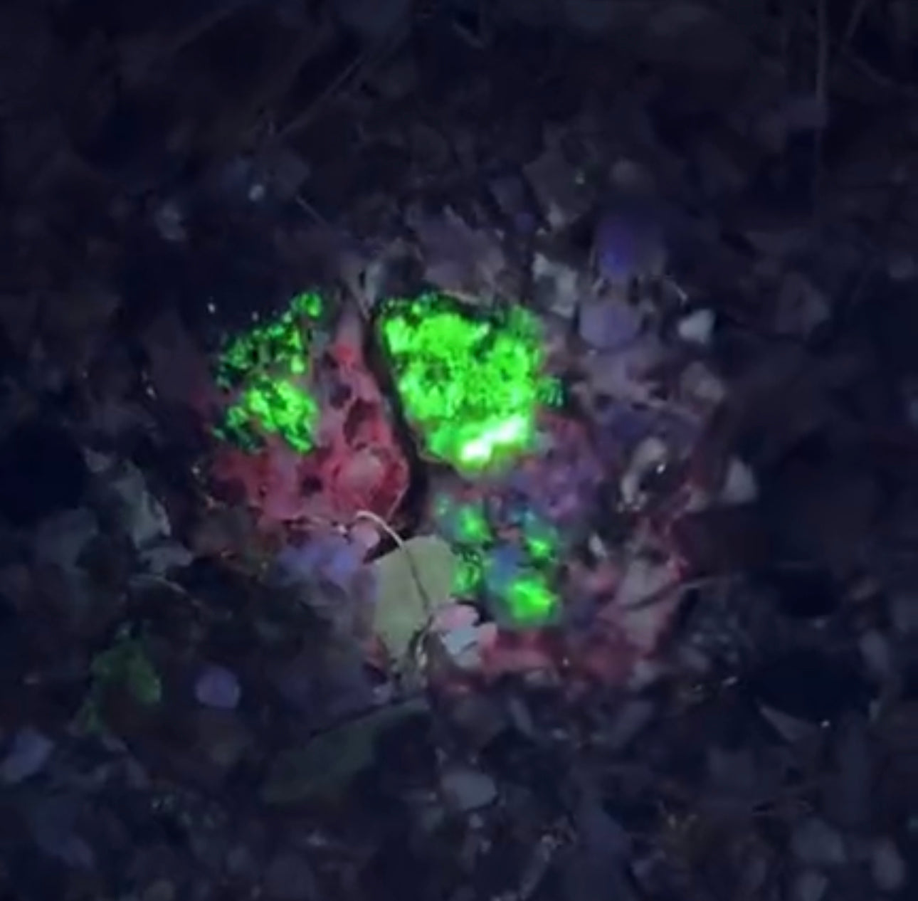 Fluorescent Night Dig