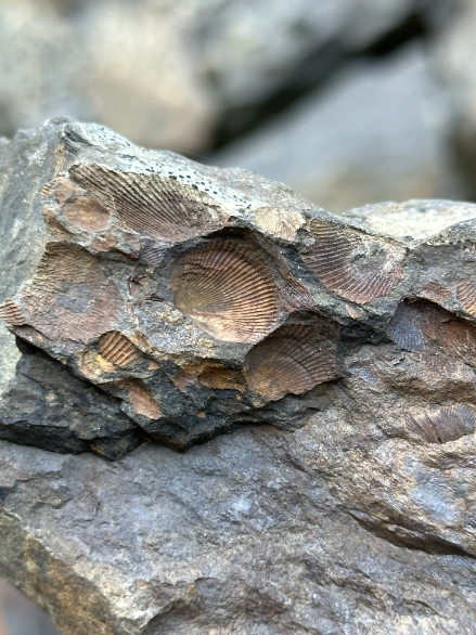 Moosehead Fossil Hunt