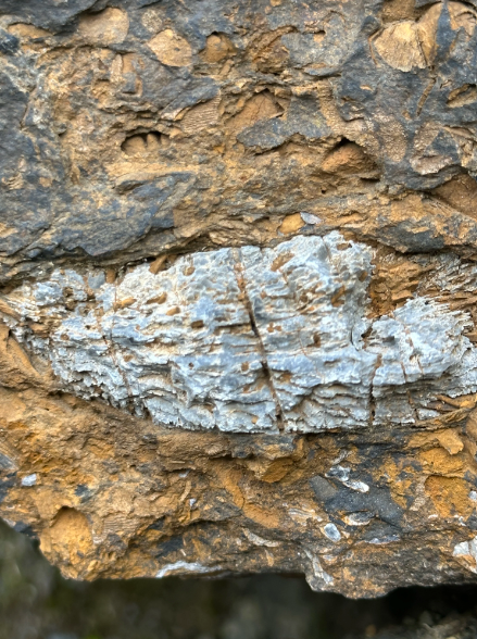 Moosehead Fossil Hunt