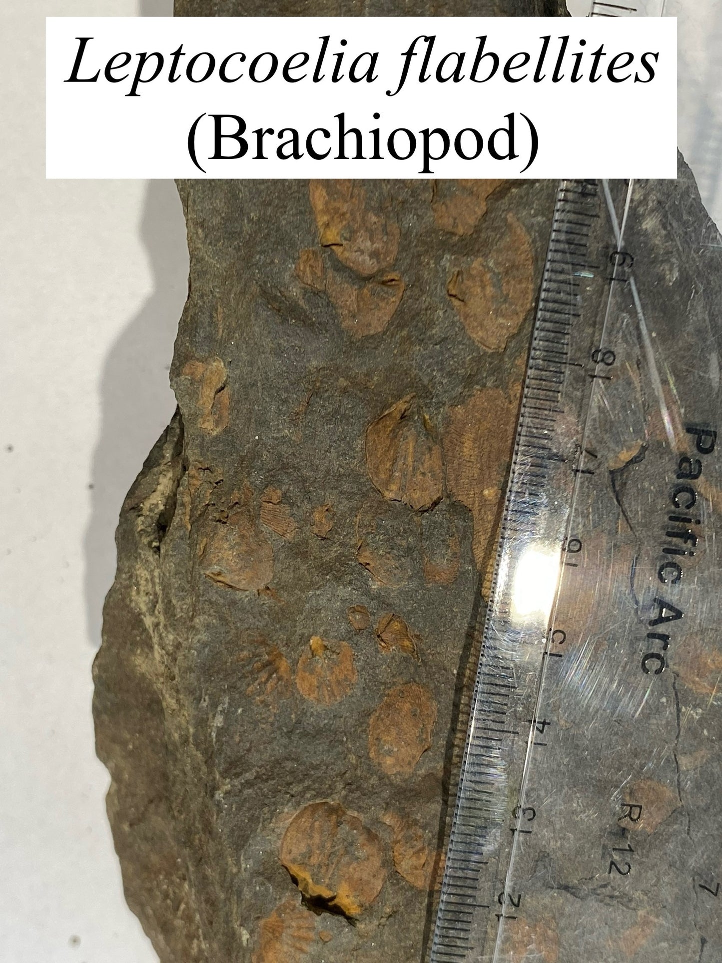 Moosehead Fossil Hunt