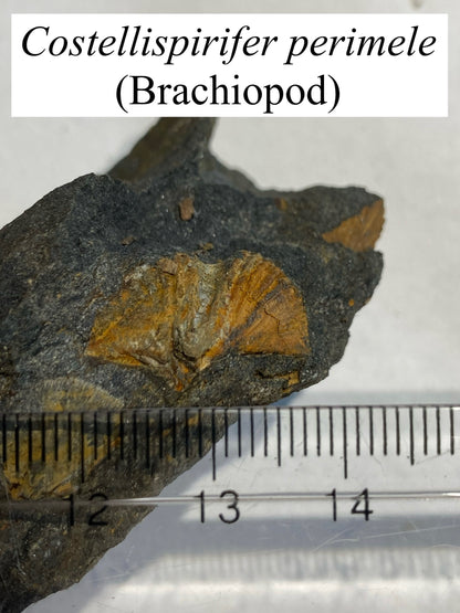 Moosehead Fossil Hunt