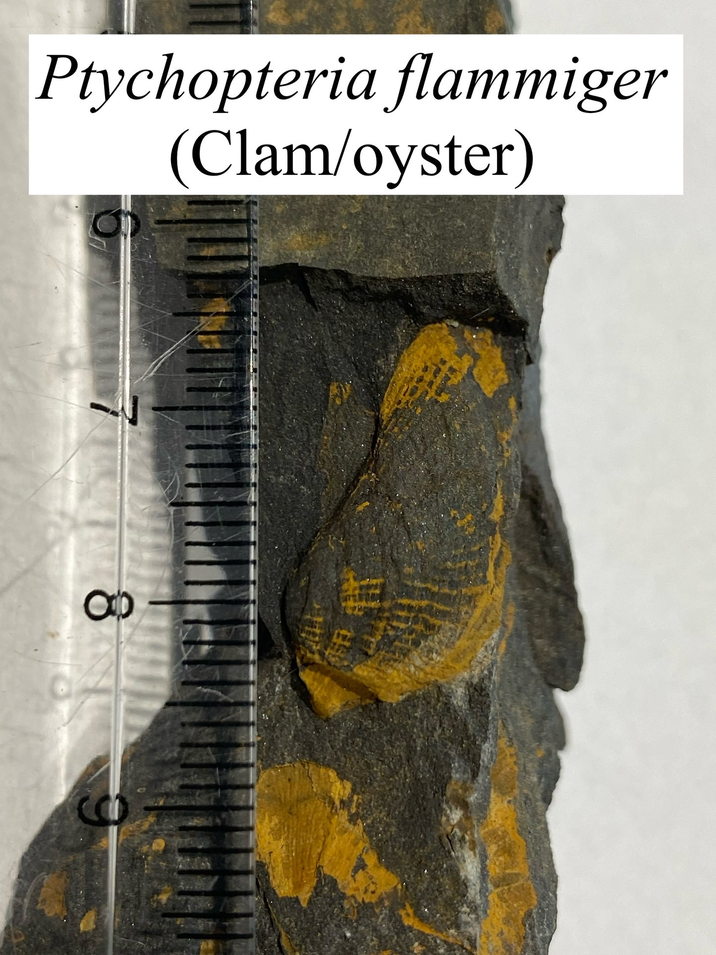 Moosehead Fossil Hunt