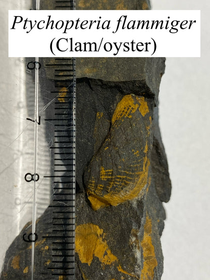 Moosehead Fossil Hunt