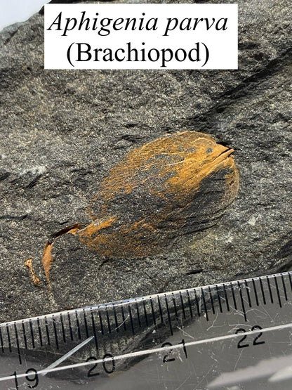 Moosehead Fossil Hunt