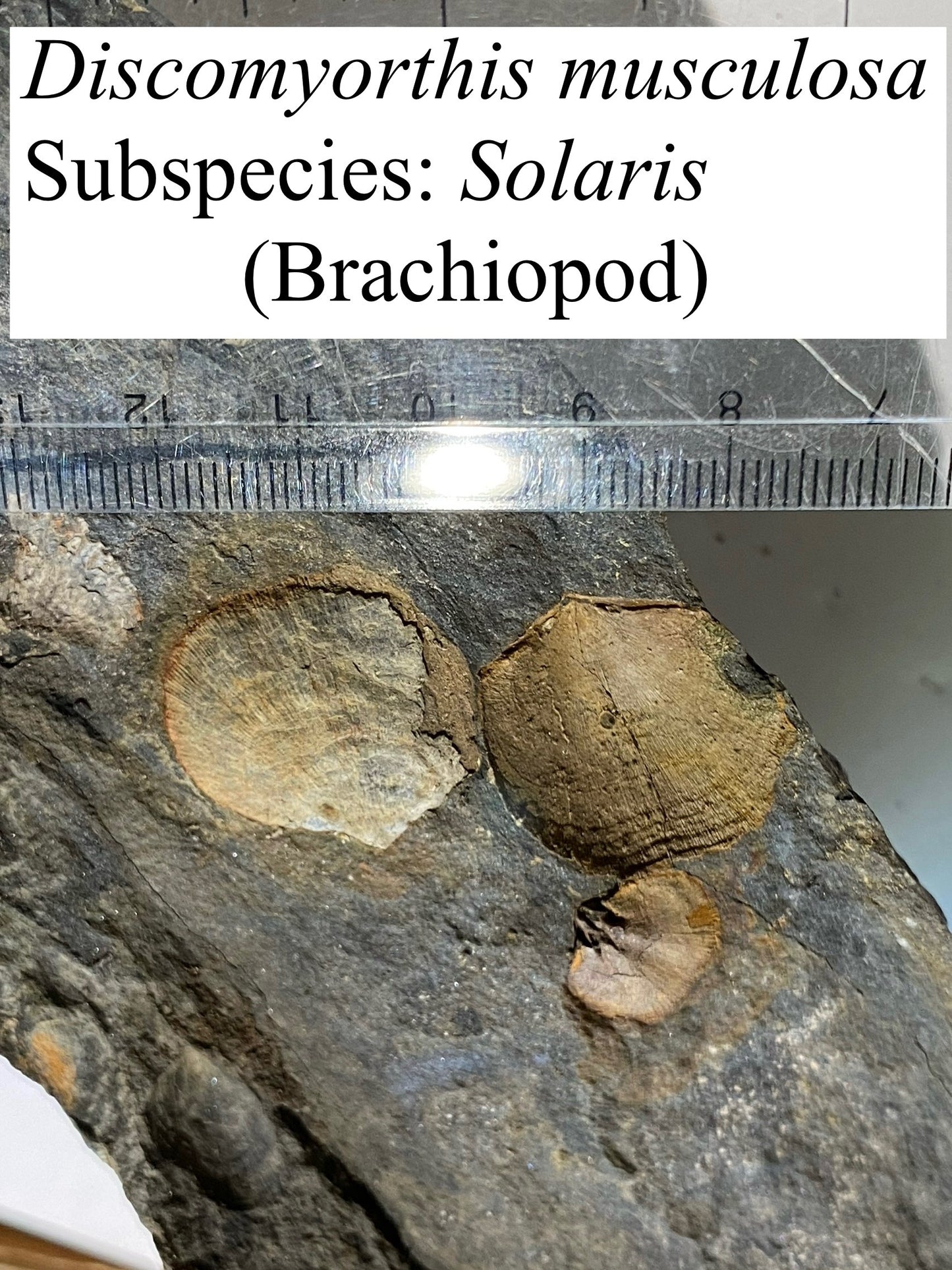 Moosehead Fossil Hunt