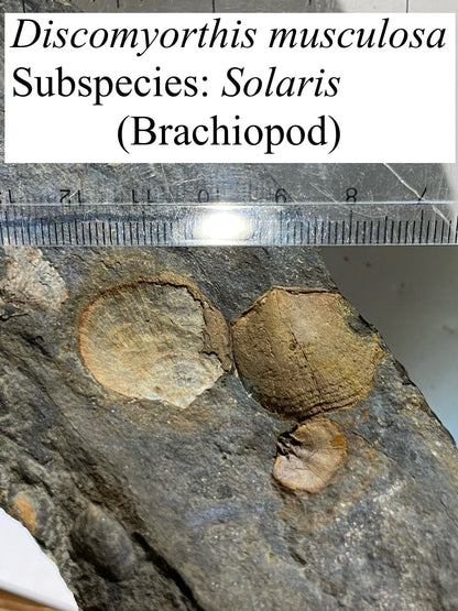 Moosehead Fossil Hunt