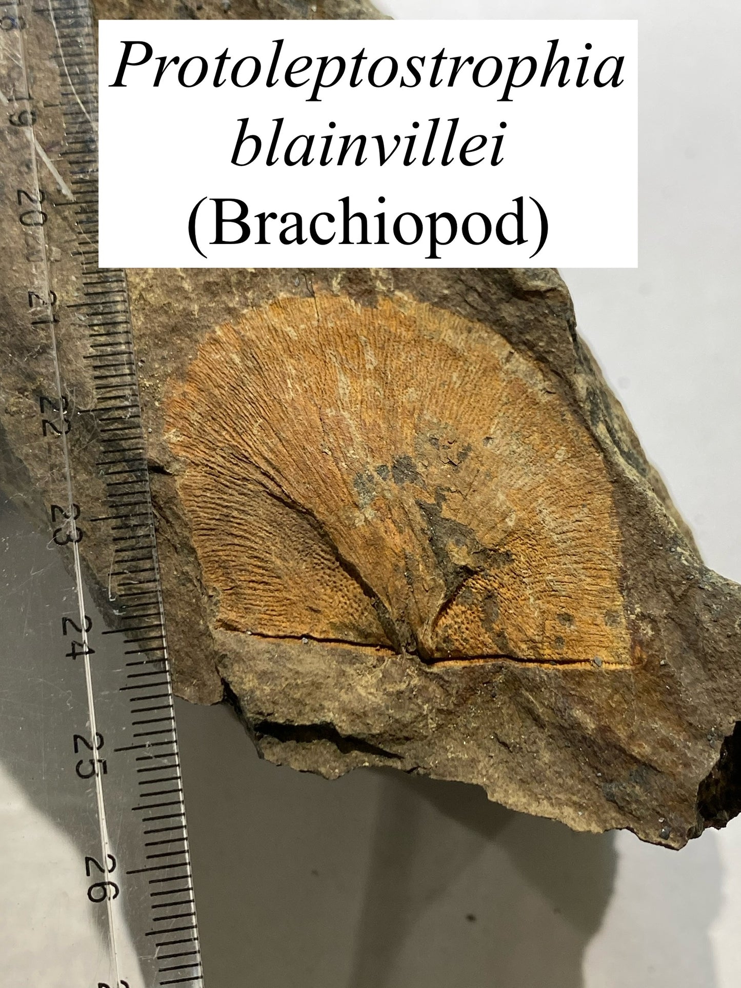 Moosehead Fossil Hunt