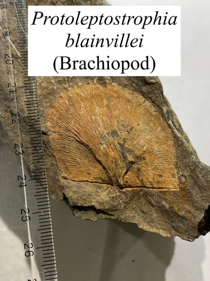 Moosehead Fossil Hunt