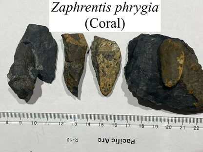 Moosehead Fossil Hunt