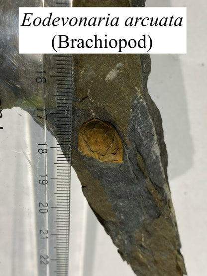 Moosehead Fossil Hunt