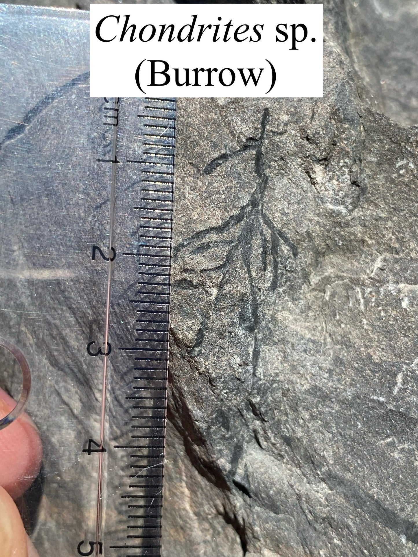 Moosehead Fossil Hunt