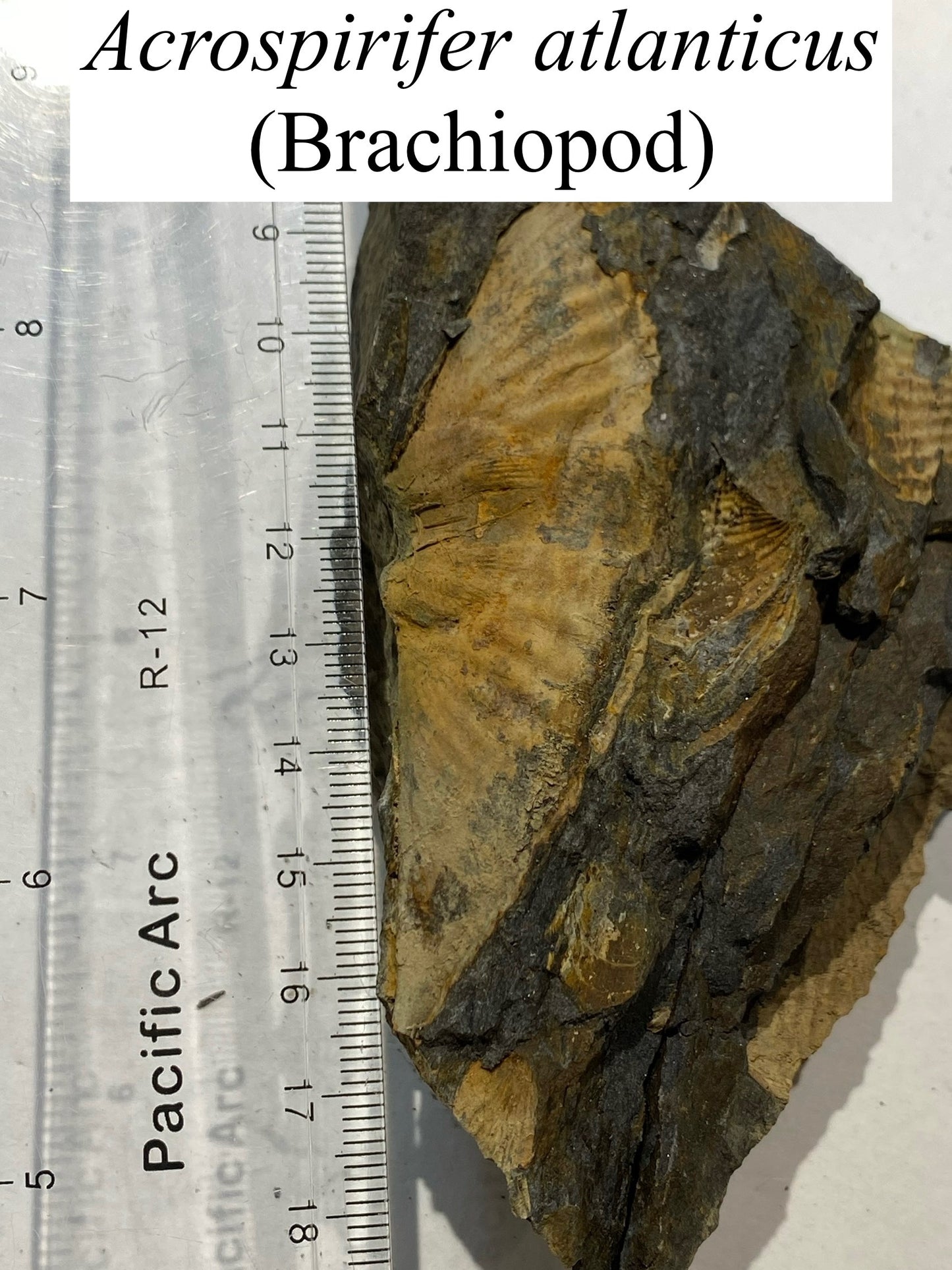 Moosehead Fossil Hunt