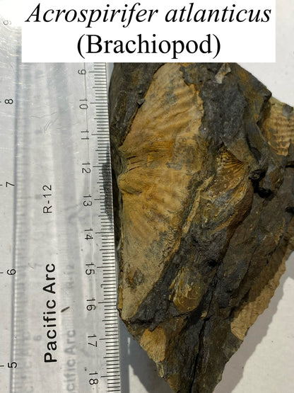 Moosehead Fossil Hunt