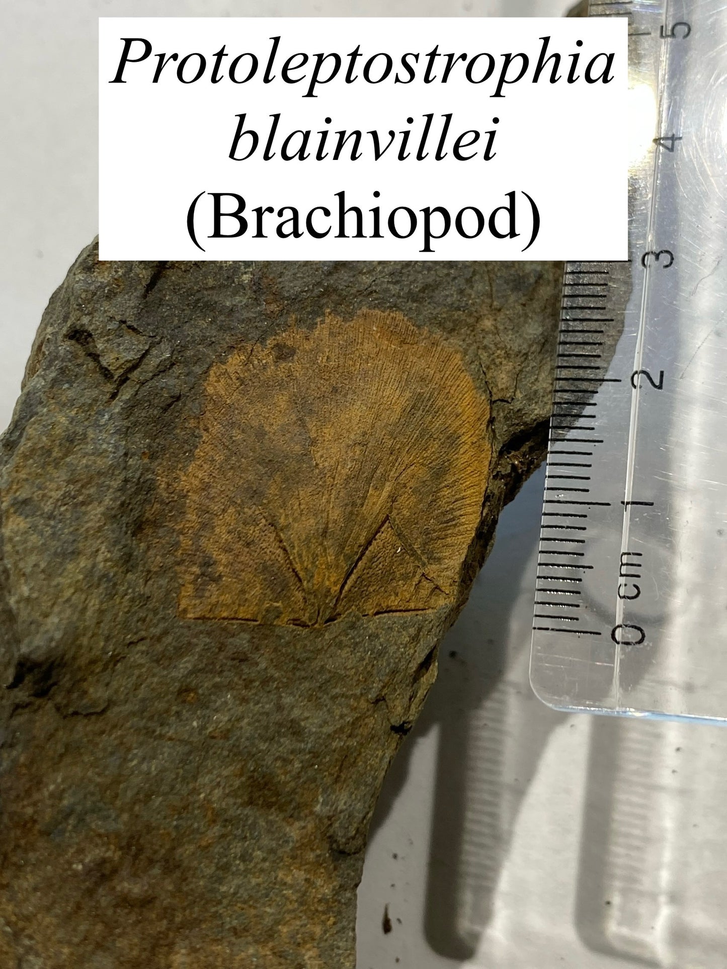 Moosehead Fossil Hunt