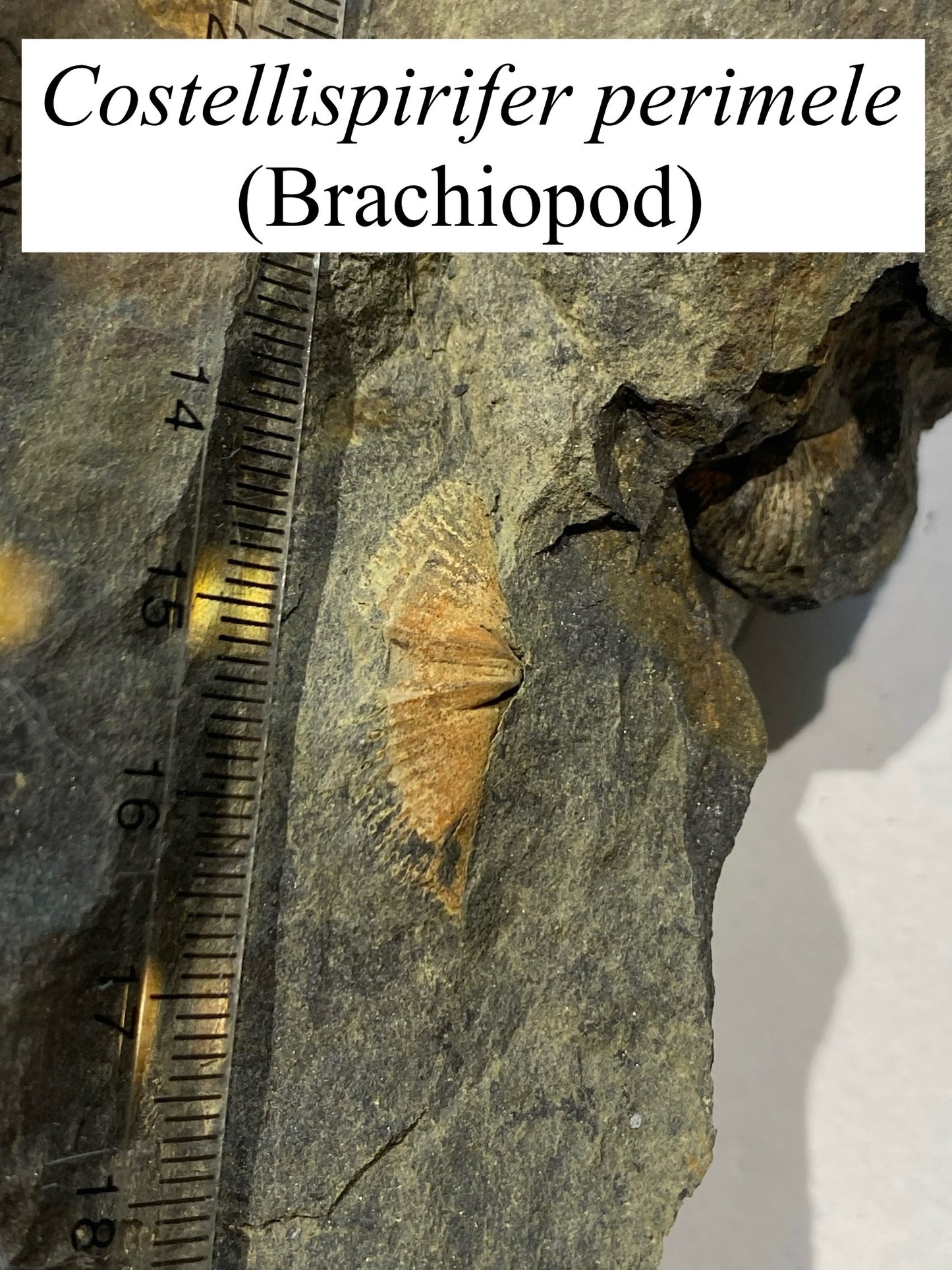 Moosehead Fossil Hunt