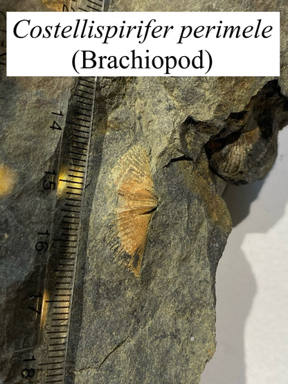 Moosehead Fossil Hunt