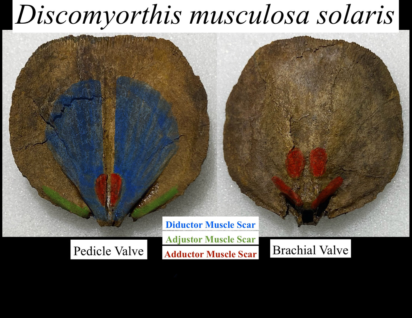 Moosehead Fossil Hunt