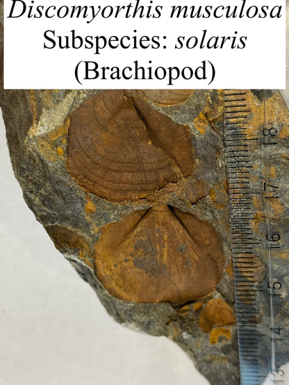 Moosehead Fossil Hunt