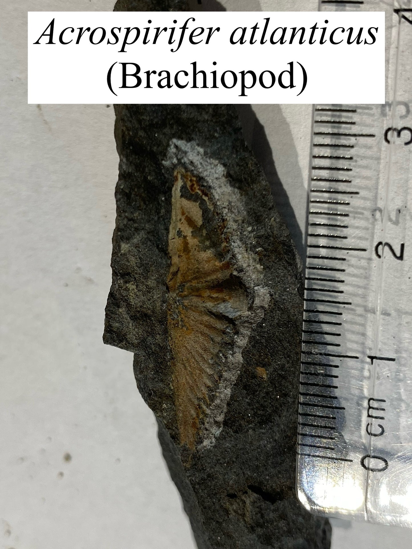 Moosehead Fossil Hunt
