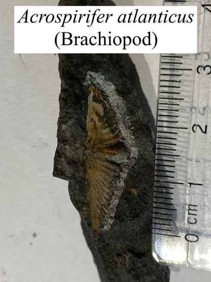 Moosehead Fossil Hunt
