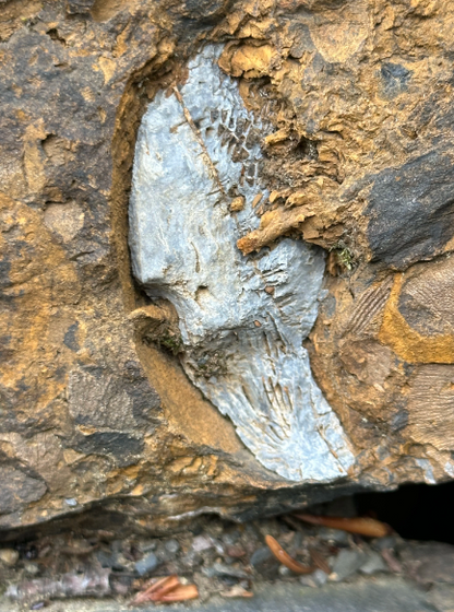Moosehead Fossil Hunt